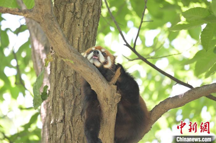 西安秦嶺野生動物園里的小熊貓?！∥靼睬貛X野生動物園供圖